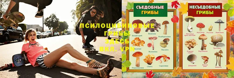 Галлюциногенные грибы Magic Shrooms  купить  цена  Краснотурьинск 